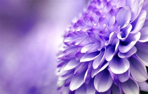 Wallpaper flower, purple, macro, chrysanthemum images for desktop, section макро - download