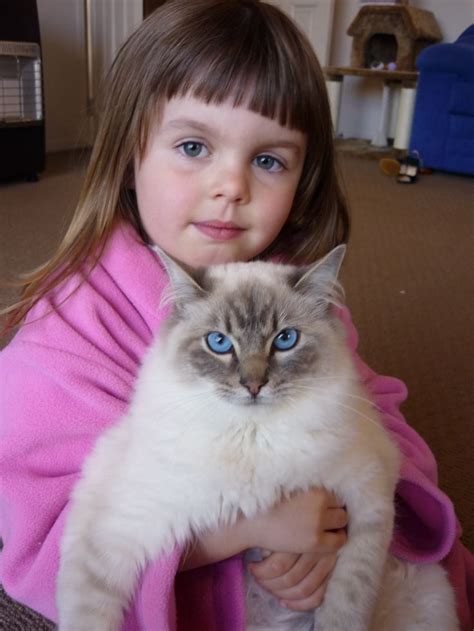 Blue Lynx Ragdoll Cat | Cat breeds, Cats, Ragdoll cat breed