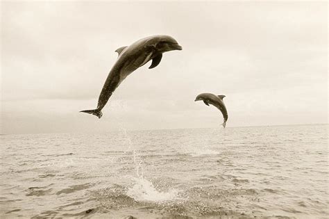 Bottlenose Dolphins Jumping Out Of Water by Stuart Westmorland