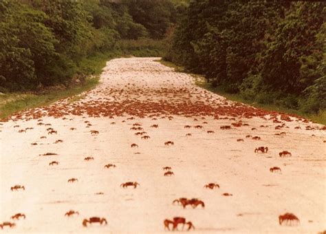 Annual Red Crab Migration on Christmas Island | Amusing Planet