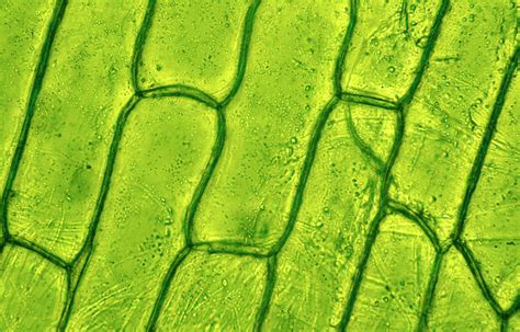 Monitoring Chlorophyll A