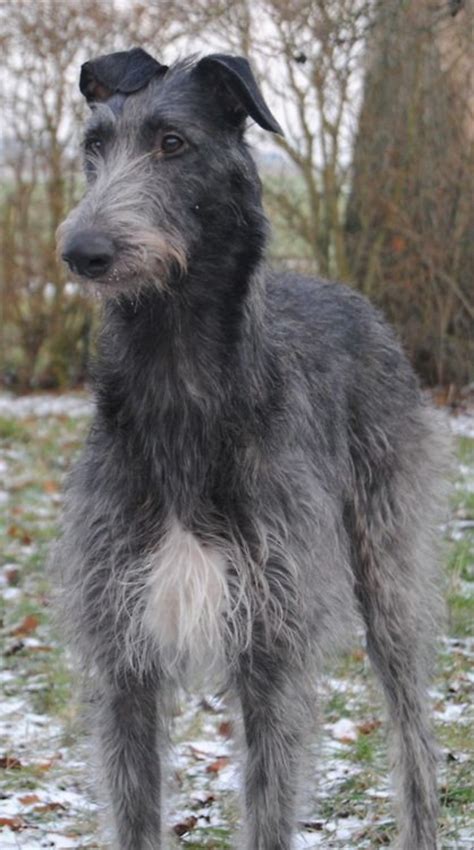 Scottish Deerhound Dog Breed Information, Images, Characteristics, Health