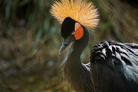 Black crowned crane - Wikipedia | Aves, Ornitología, Anfibios