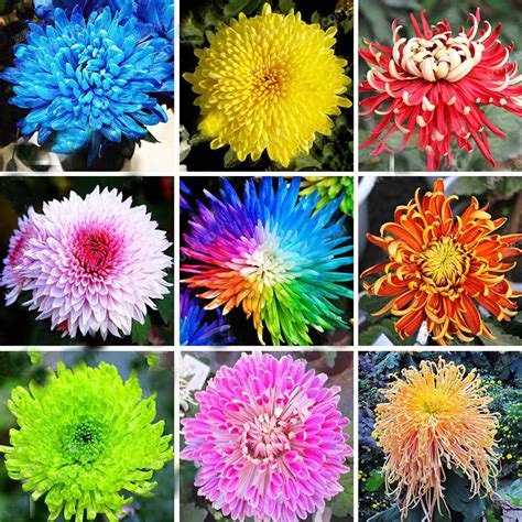 Hot Sale 22 Colors Available Chrysanthemum Seeds Chrysanthemum Morifolium Seeds Beautiful ...