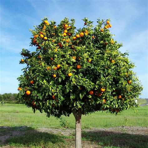 Tango Mandarin Tree | Plants Express