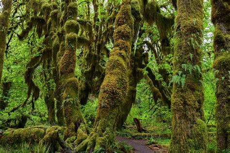 Hoh Rain Forest And Rialto Beach Guided Tour In Olympic National Park: Triphobo