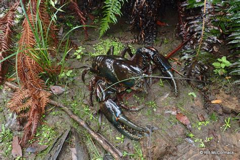 The Tasmanian Giant Freshwater Lobster Astacopsis gouldi - The Australian Crayfish Project