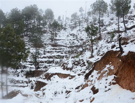 Snowfall in Ranikhet in 2022