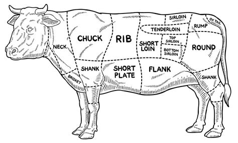 Beef Cutting Diagram Cuts Of Meat