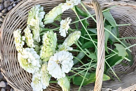 grow zinnias from seeds for cut flowers - My Little White Barn