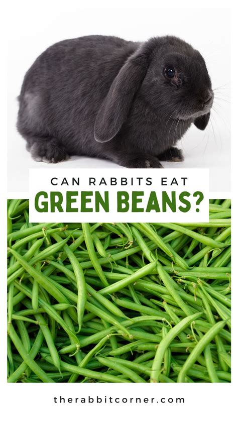 Can Rabbits Eat Green Beans? | Rabbit eating, Green beans, Green beans ...