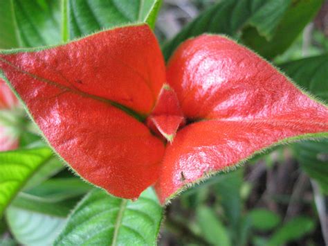 Kiss Flower Free Stock Photo - Public Domain Pictures