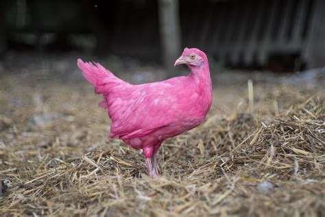 Can Pink Chickens Become the Fossil Record of the Anthropocene ...