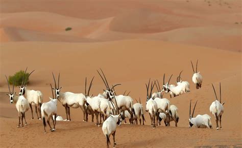 Arabian Oryx Sanctuary in United Arab Emirates