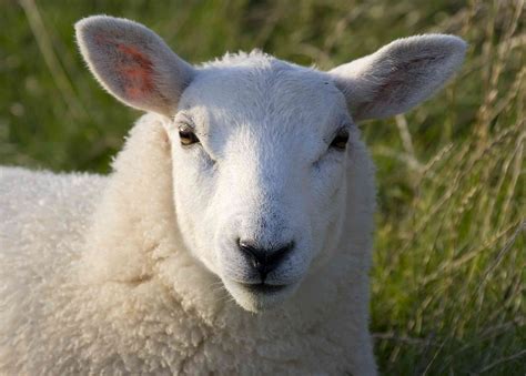 8 photos qui prouvent que les animaux de ferme sont les plus mignons