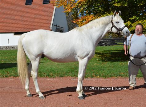 Running Rough Shod: Tapit, Saturday Star