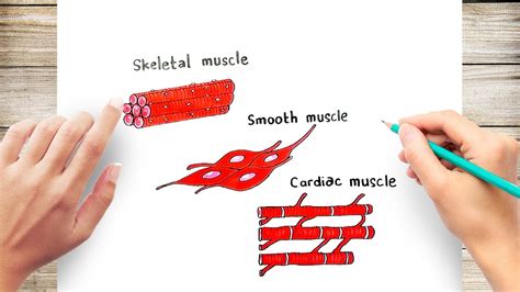 Simple Muscle Cell Diagram For Kids