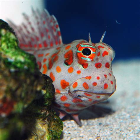 Red Spot Blenny