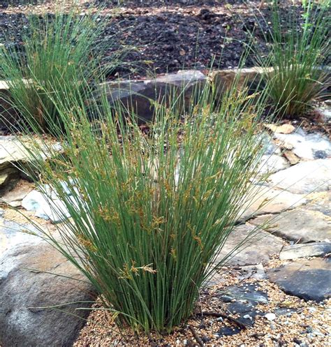 Buy Blue Arrows Rush Grass | 2 Large Gallon Size Plants | Juncus ...