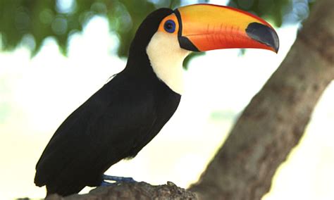 Toco Toucan - Facts, Diet & Habitat Information