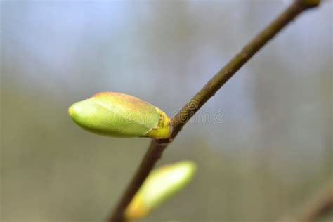 Signs of Spring - Buds of Plants on the Tree Stock Image - Image of freshness, garden: 247944983