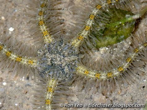 tHE tiDE cHAsER: Brittle Stars (Phylum Echinodermata: Class Ophiuroidea ...