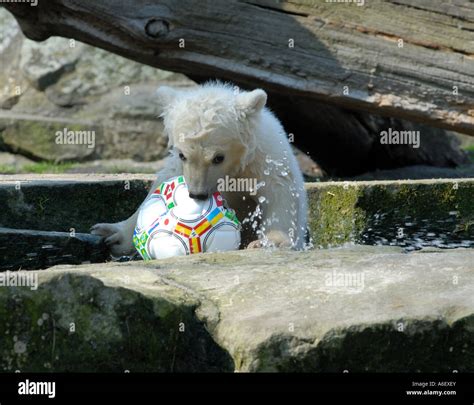 Knut the polar bear cub in Berlin Zoo Stock Photo - Alamy