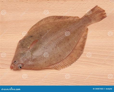 Dab Fish stock photo. Image of brown, protein, dead, limanda - 30087682