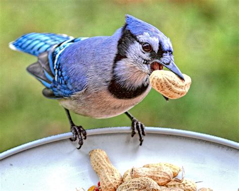 Blue Jay | Birds Wiki | Fandom powered by Wikia