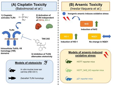 Toll-like receptor 4 is activated by platinum and contributes to ...