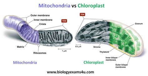 Difference between Mitochondria and Chloroplast