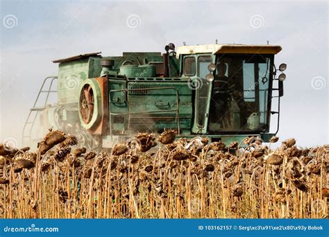 Harvester Harvest Sunflower Editorial Photography - Image of ...