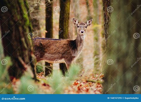 Fallow Deer Doe in Deer-park Stock Image - Image of forest, pair: 168747295