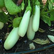 Plant d'aubergine Longue Blanche OP 100% bio, Plantzone