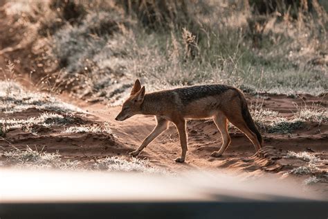 LOBO ETÍOPE » Características, Hábitat, Que come, Reproducción y Tipos ...