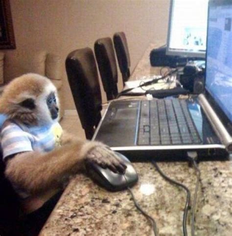 Baby Monkey on Computer. So cute! | Monkeys funny, Monkey memes, Bones funny