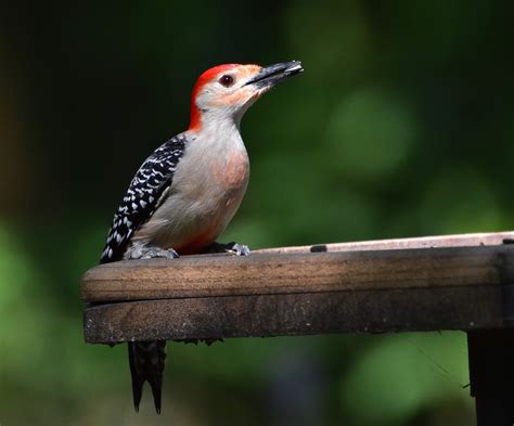 Red-bellied Woodpecker - Alabama Birding Trails