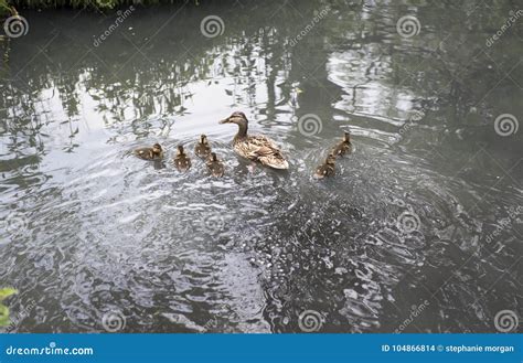 Family of Geese with Six Baby Geese Swimming Stock Photo - Image of water, looking: 104866814