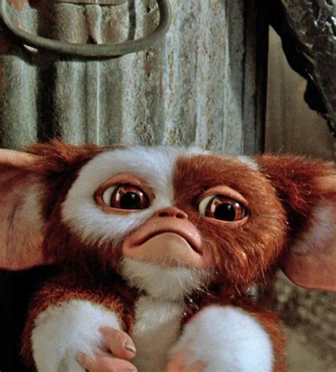 31 Best images about Gizmo from Gremlins on Pinterest | Don't let, The ...