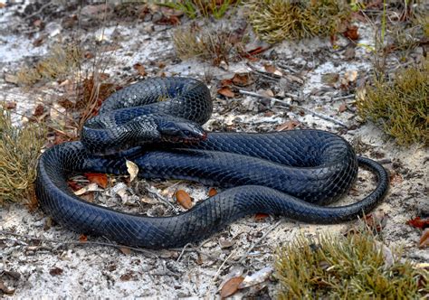 Eastern Indigo Snake • Florida Wildlife Federation