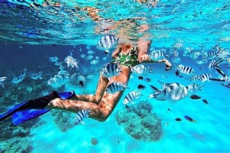 TripAdvisor | Mnemba island snorkeling tour provided by Pongwe Tour & Safari | Zanzibar Island ...