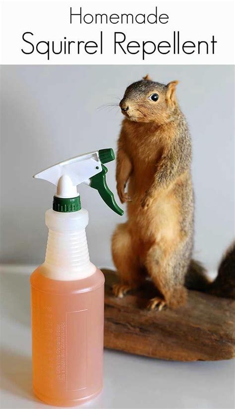 Homemade Squirrel Repellent Recipe 🐿️ - House of Hawthornes | Garden pests, Garden pest control ...