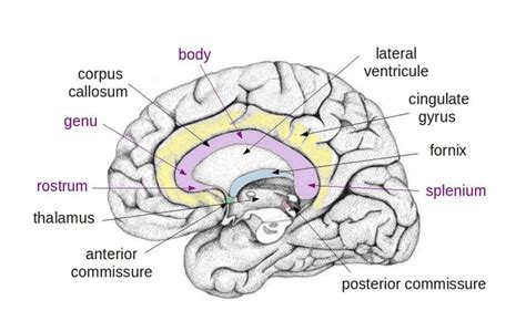 Corpus Callosum Diagram