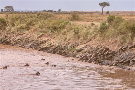 Masai Mara Wildebeest Migration Safari Details | Safariopedia | Explore ...