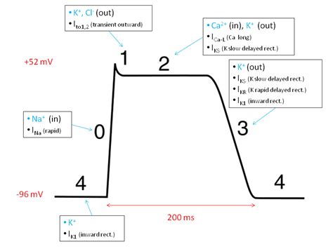 Cardiac action potential - Wikipedia