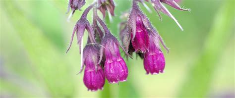 Growing True Comfrey From Seeds – Richo's Blog