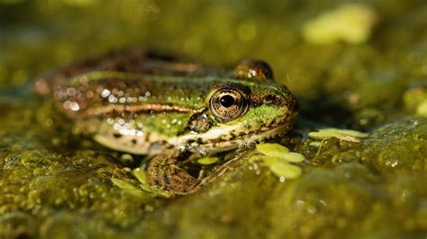 Download Close-up Water Animal Frog 4k Ultra HD Wallpaper