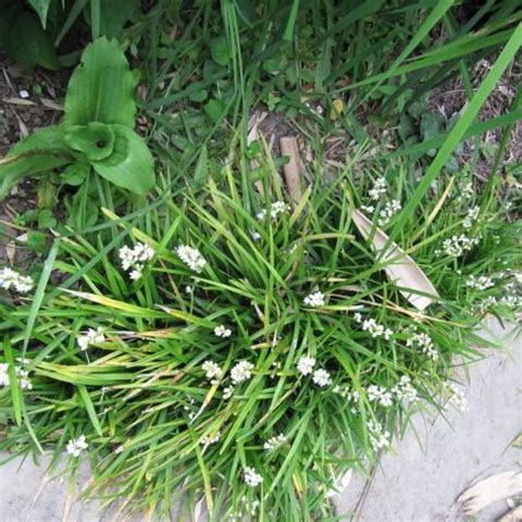 Mondo Grass - Ophiopogon japonicus – ServeScape