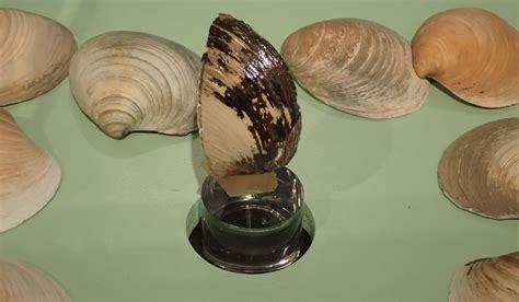 Meet Ming the clam - the oldest animal in the world!