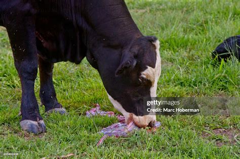 Cow Eating Retained Placenta High-Res Stock Photo - Getty Images